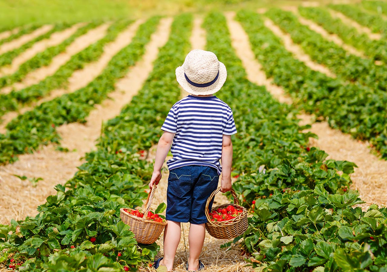 A child carrying two baskets of strawberries while fruit picking