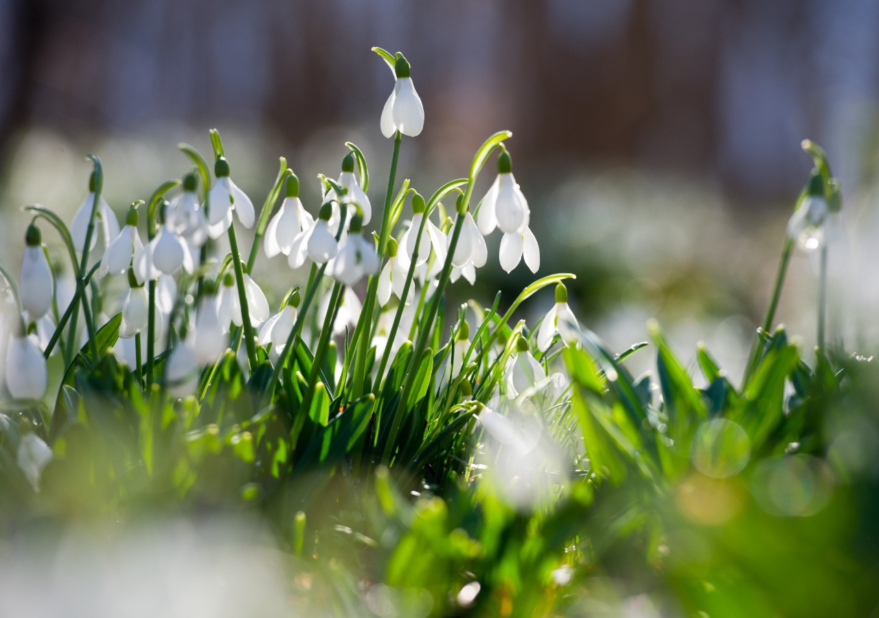 Snowdrops