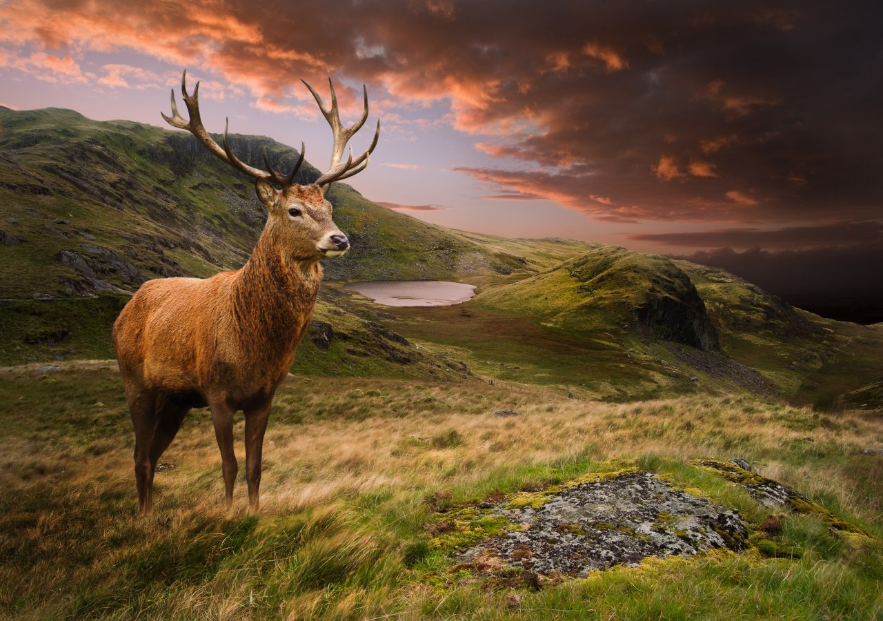 Iconic and majestic Red Stag with Scottish countryside in background