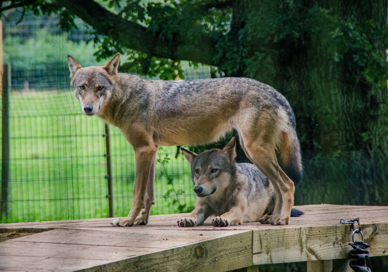 Scotland's only wolf pack at the Scottish Deer Centre