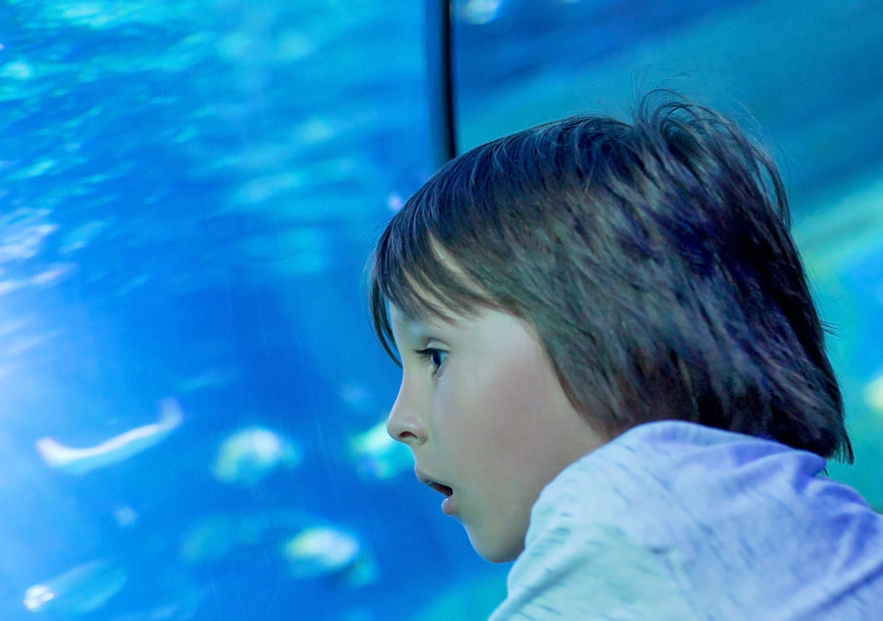 Child visiting an aquarium