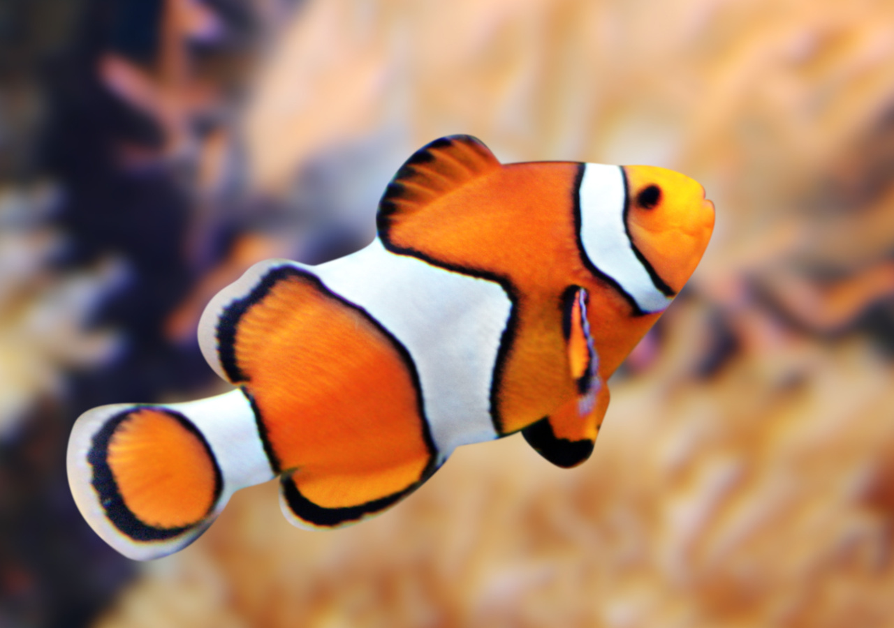 A clown fish in an aquarium