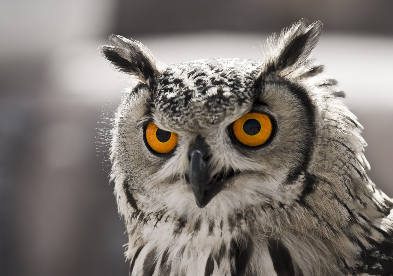 Closeup portrait of an owl at Fife Zoo