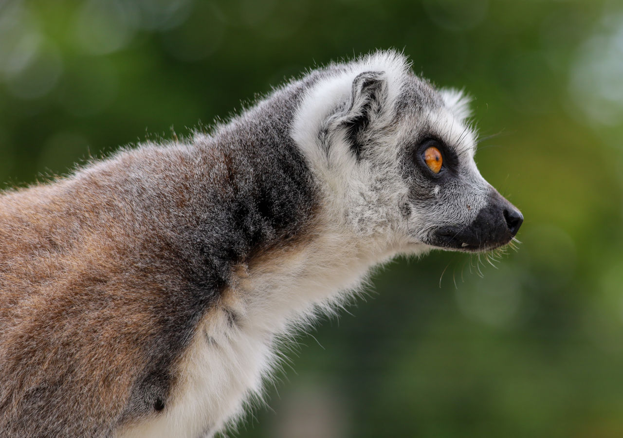 Ring-Tailed lemur at Fife Zoo