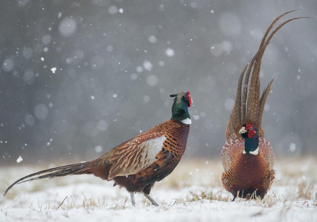 Pheasants in the snow.