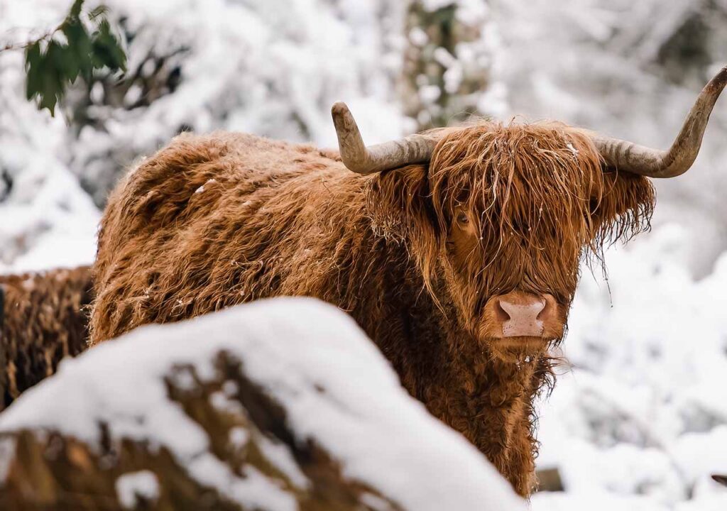 A Highland Cow on a snowy day.